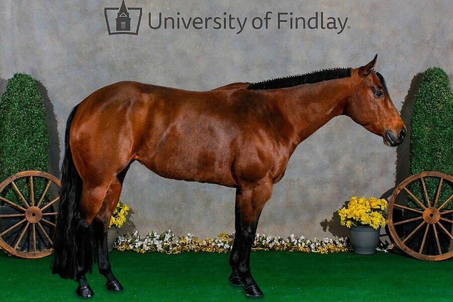 University of Findlay horse sale is Saturday Senttrib