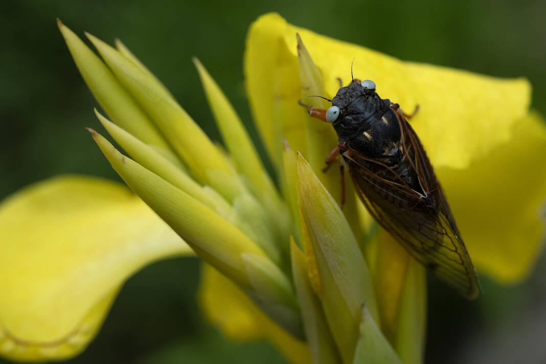 Rare blueeyed cicada spotted during 2024 emergence at suburban Chicago